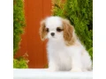 cavalier-king-charles-spaniel-puppies-available-for-sale-small-1