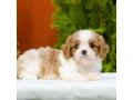 cavalier-king-charles-spaniel-puppies-available-for-sale-small-7