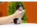 cavalier-king-charles-spaniel-puppies-available-for-sale-small-3