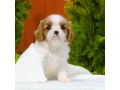 cavalier-king-charles-spaniel-puppies-available-for-sale-small-6