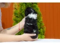 cavalier-king-charles-spaniel-puppies-available-for-sale-small-4