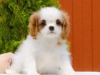 Cavalier King Charles Spaniel puppies available for sale