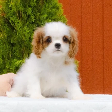 cavalier-king-charles-spaniel-puppies-available-for-sale-big-0