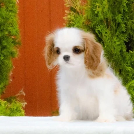 cavalier-king-charles-spaniel-puppies-available-for-sale-big-1