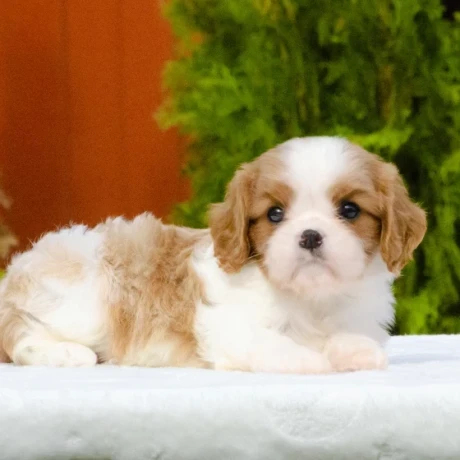 cavalier-king-charles-spaniel-puppies-available-for-sale-big-7