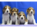 beagle-puppies-ready-for-a-new-home-in-wa-washington-small-0