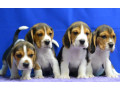 beagle-puppies-ready-for-a-new-home-in-wa-washington-small-1