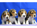 beagle-puppies-ready-for-a-new-home-in-wa-washington-small-2