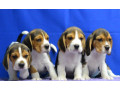 beagle-puppies-ready-for-a-new-home-in-wa-washington-small-3