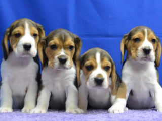 Beagle Puppies Ready for a New Home in WA (Washington)