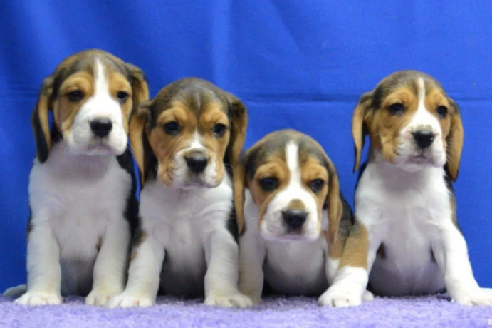 beagle-puppies-ready-for-a-new-home-in-wa-washington-big-0