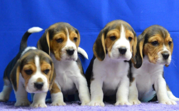 beagle-puppies-ready-for-a-new-home-in-wa-washington-big-1