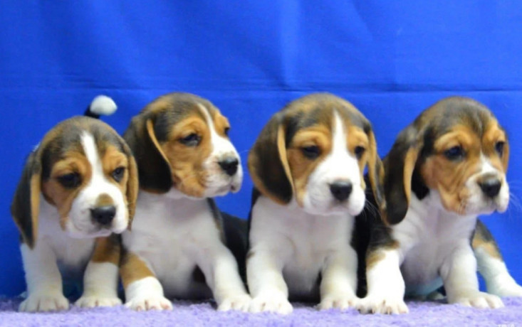 beagle-puppies-ready-for-a-new-home-in-wa-washington-big-2