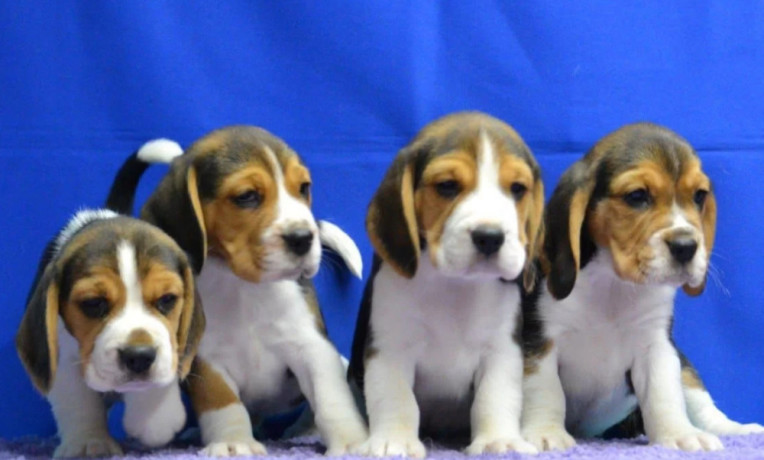 beagle-puppies-ready-for-a-new-home-in-wa-washington-big-3