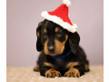 dachshund-puppies-for-sale-in-fl-florida-small-4