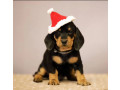 dachshund-puppies-for-sale-in-fl-florida-small-1