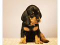 dachshund-puppies-for-sale-in-fl-florida-small-2