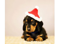 dachshund-puppies-for-sale-in-fl-florida-small-3