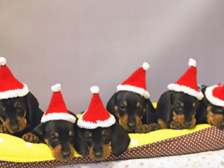 Dachshund Puppies for Sale in FL (Florida)