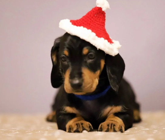 dachshund-puppies-for-sale-in-fl-florida-big-4