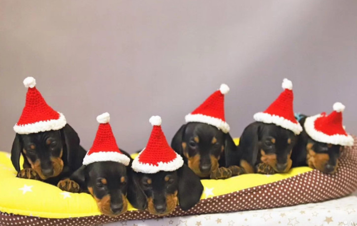 dachshund-puppies-for-sale-in-fl-florida-big-0