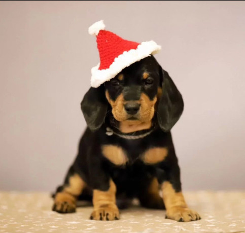 dachshund-puppies-for-sale-in-fl-florida-big-1