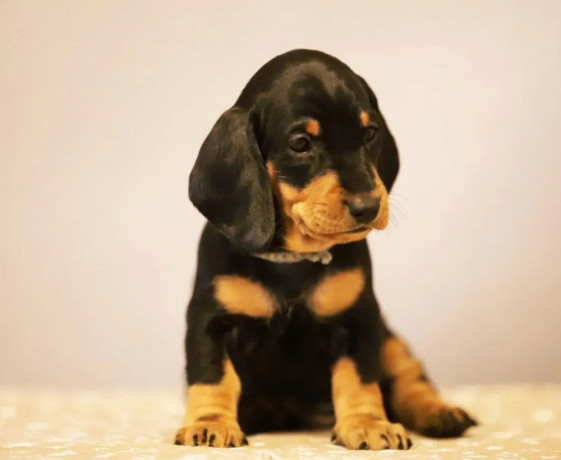 dachshund-puppies-for-sale-in-fl-florida-big-2