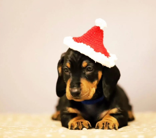 dachshund-puppies-for-sale-in-fl-florida-big-3