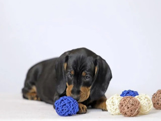 Female Dachshund for Sale in NY (New York)