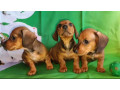 dachshund-puppies-for-sale-in-tx-texas-small-2