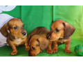 dachshund-puppies-for-sale-in-tx-texas-small-0