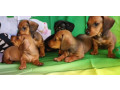 dachshund-puppies-for-sale-in-tx-texas-small-4