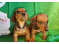 dachshund-puppies-for-sale-in-tx-texas-small-1