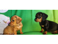 dachshund-puppies-for-sale-in-tx-texas-small-3