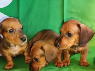 Dachshund Puppies for Sale in TX (Texas)