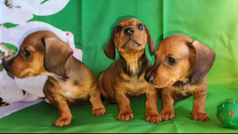 dachshund-puppies-for-sale-in-tx-texas-big-2