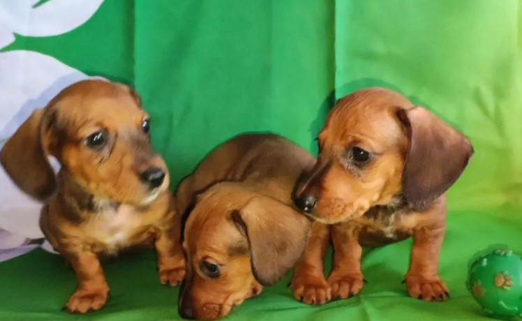 dachshund-puppies-for-sale-in-tx-texas-big-0