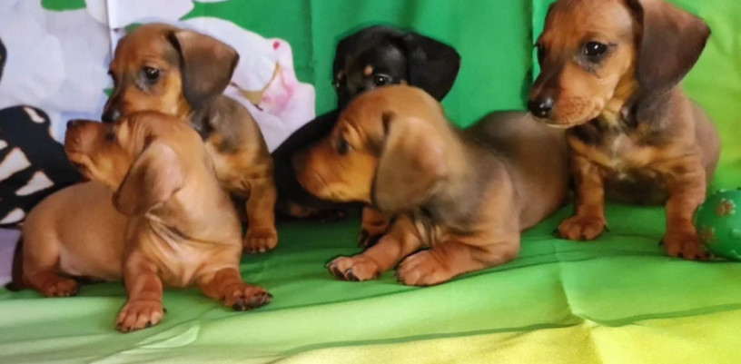 dachshund-puppies-for-sale-in-tx-texas-big-4