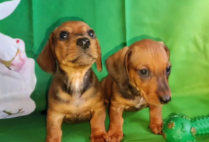 dachshund-puppies-for-sale-in-tx-texas-big-1