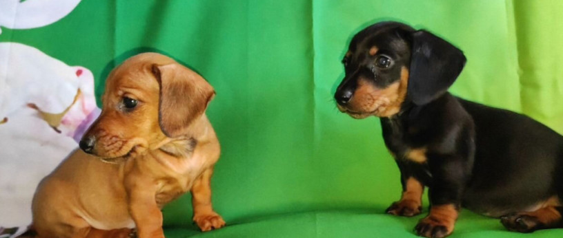 dachshund-puppies-for-sale-in-tx-texas-big-3