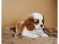 cavalier-king-charles-spaniel-boy-looking-for-a-home-in-tx-texas-small-0