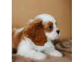 cavalier-king-charles-spaniel-boy-looking-for-a-home-in-tx-texas-small-1