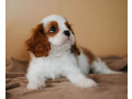 cavalier-king-charles-spaniel-boy-looking-for-a-home-in-tx-texas-small-2