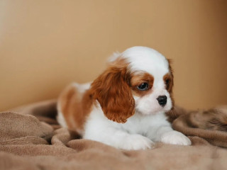 Cavalier King Charles Spaniel boy looking for a home in TX (Texas)