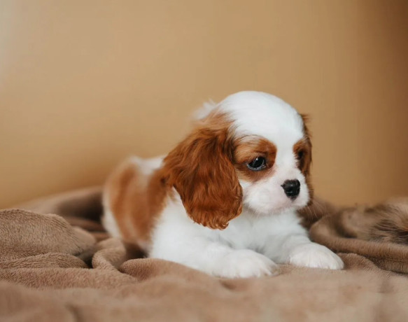 cavalier-king-charles-spaniel-boy-looking-for-a-home-in-tx-texas-big-0