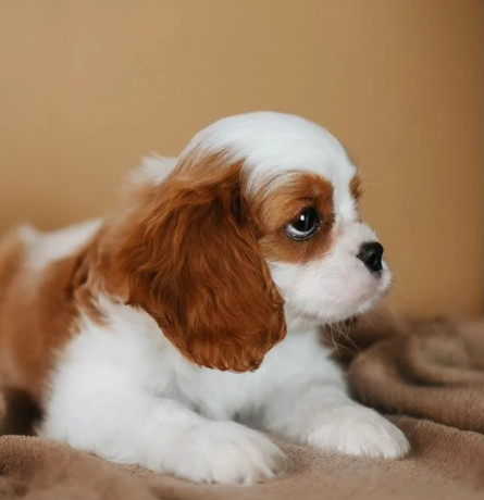 cavalier-king-charles-spaniel-boy-looking-for-a-home-in-tx-texas-big-1