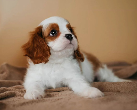 cavalier-king-charles-spaniel-boy-looking-for-a-home-in-tx-texas-big-2