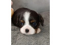 cavalier-king-charles-spaniel-puppies-for-sale-in-me-maine-small-2