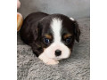 cavalier-king-charles-spaniel-puppies-for-sale-in-me-maine-small-1