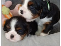 cavalier-king-charles-spaniel-puppies-for-sale-in-me-maine-small-0